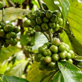 Café vert