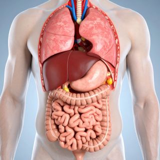 Purifie et régénère les organes internes